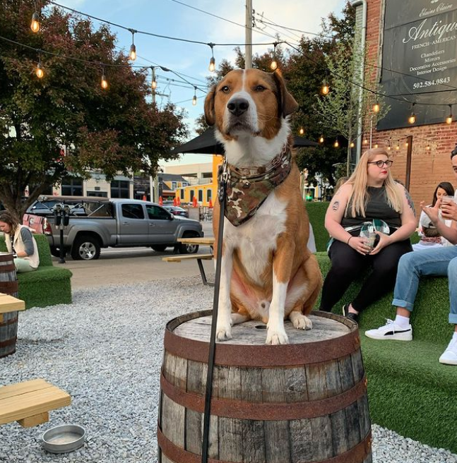 Dog Friendly Activities in Louisville, KY - BringFido