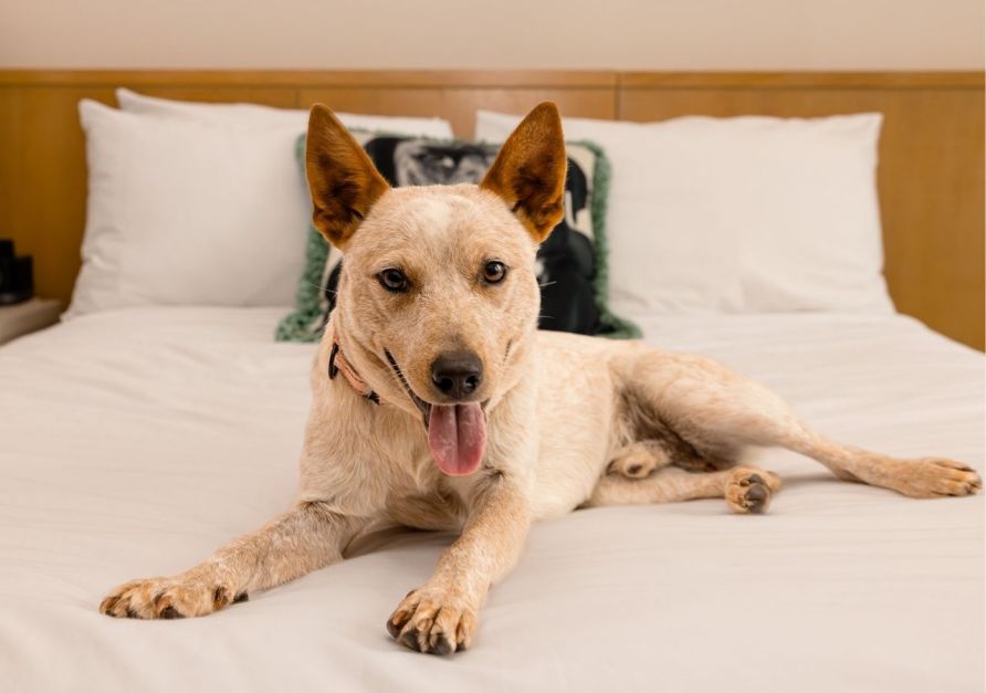 A dog lounging on a bed at 21c Bentonville