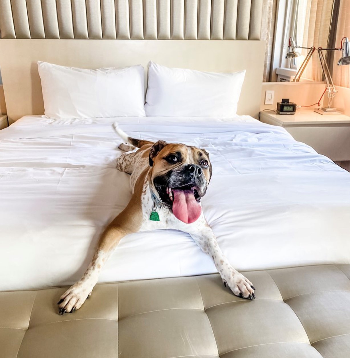 Pet Perks