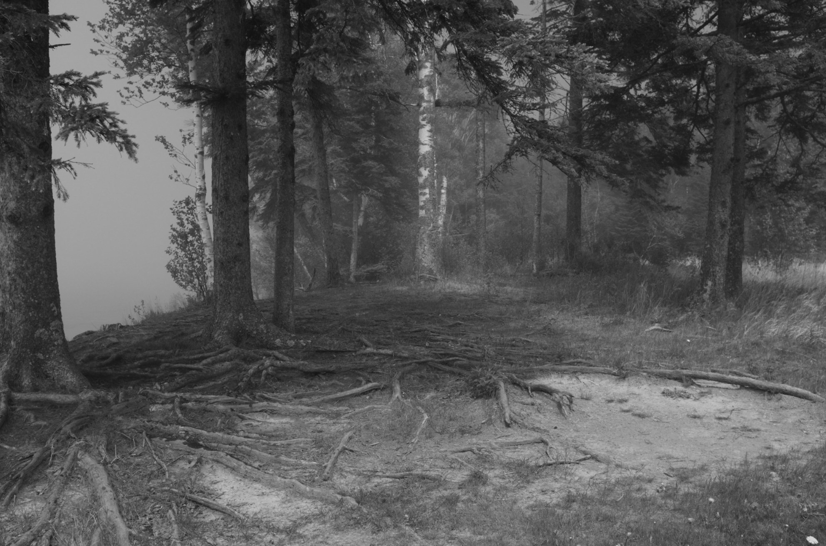 Black and white photography of a forest floor with tree roots.