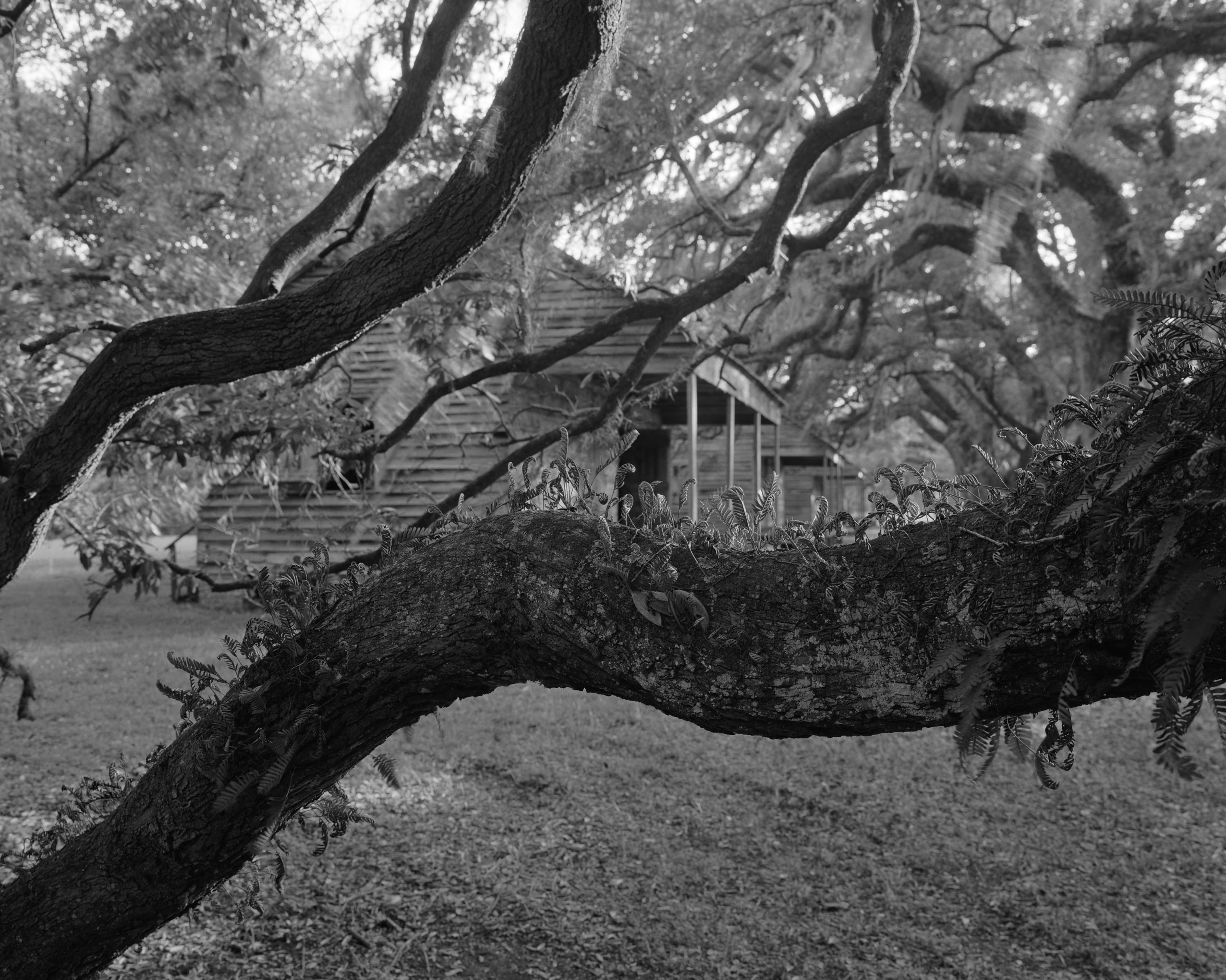 Dawoud Bey, “Branches, Leaves, and Cabins,” 2019